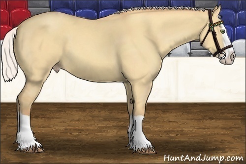 Horse Color:Silver Amber Champagne Dun Splash