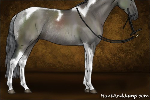 Horse Color:Grullo Tobiano Rabicano