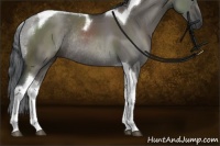 Horse Color:Grullo Tobiano Rabicano