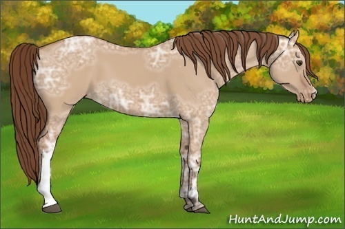 Horse Color:Bay Ice Dun Appaloosa 