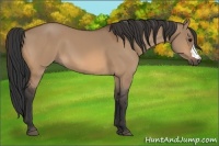Horse Color:Bay Dun 