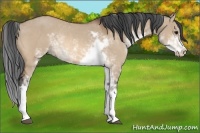 Horse Color:Bay Dun Sabino Rabicano 
