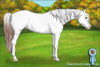 Horse Color:White Spotted Bay Appaloosa