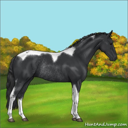 Horse Color:Black Sabino Tobiano Rabicano 