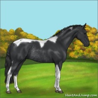 Horse Color:Black Sabino Tobiano Rabicano 