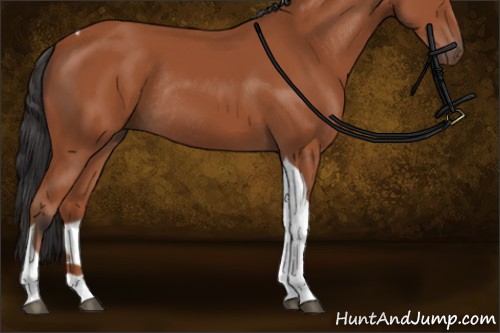 Horse Color:Bay Tobiano Rabicano