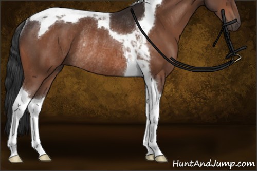 Horse Color:Brown Tobiano Rabicano 