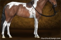 Horse Color:Brown Tobiano Rabicano 