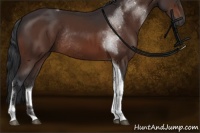 Horse Color:Brown Tobiano Rabicano