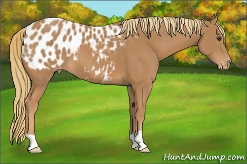 Horse Color:Chestnut Appaloosa