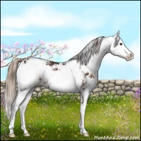 Horse Color:Liver Chestnut Sabino Rabicano