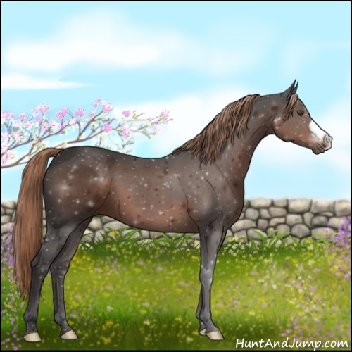 Horse Color:Liver Chestnut 