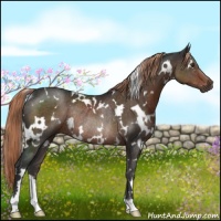Horse Color:White Spotted Liver Chestnut Rabicano 