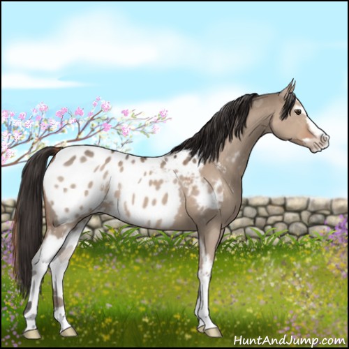 Horse Color:White Spotted Liver Red Dun Sabino Appaloosa
