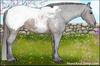 Horse Color:Brown Appaloosa 