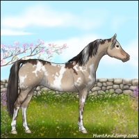 Horse Color:White Spotted Liver Red Dun