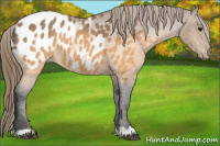Horse Color:Buckskin Blanket