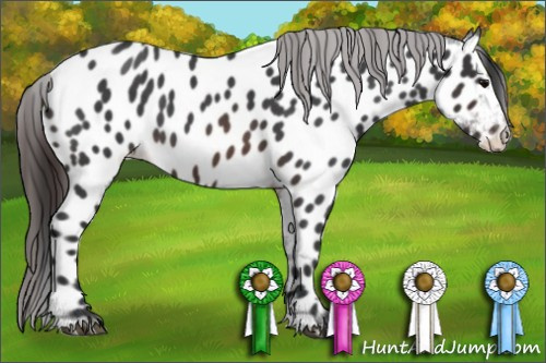 Horse Color:Brown Roan Appaloosa 