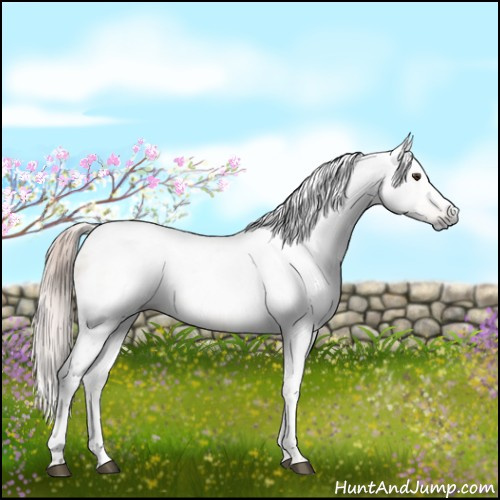 Horse Color:Gray Chocolate Palomino Dun Tobiano 