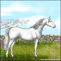 Horse Color:Gray Chocolate Palomino Dun Tobiano 