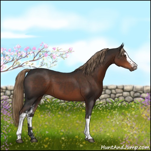 Horse Color:White Spotted Liver Chestnut 