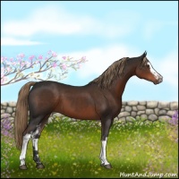 Horse Color:White Spotted Liver Chestnut 