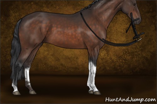 Horse Color:Brown Tobiano Rabicano 