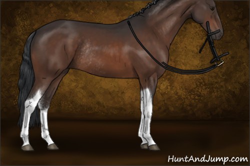 Horse Color:Brown Tobiano Rabicano 