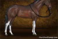 Horse Color:Brown Tobiano Rabicano 