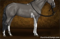 Horse Color:Grullo Sabino Tobiano Rabicano