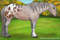 Horse Color:Brown Appaloosa