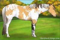 Horse Color:White Spotted Buckskin Appaloosa 