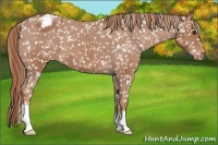 Horse Color:Chestnut Appaloosa