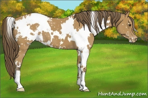 Horse Color:White Spotted Buckskin Appaloosa