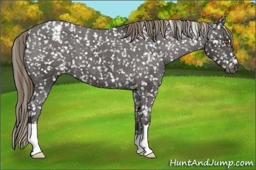 Horse Color:Smoky Black Appaloosa 