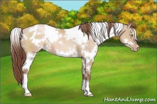 Horse Color:White Spotted Bay Pearl Dun 
