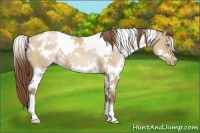 Horse Color:White Spotted Bay Pearl Dun