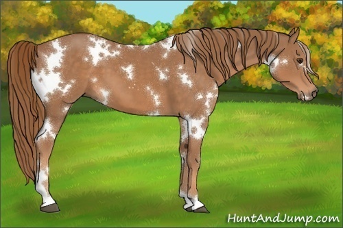 Horse Color:White Spotted Chestnut 