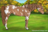 Horse Color:White Spotted Chestnut 