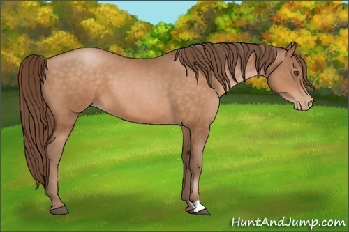 Horse Color:Brown Pearl 