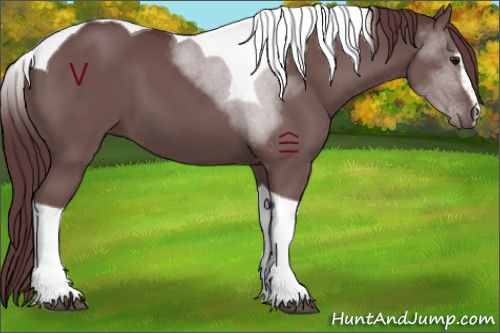 Horse Color:Chocolate Black Sabino Tobiano