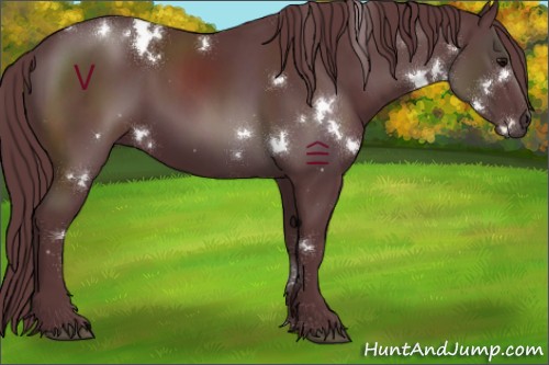 Horse Color:White Spotted Chocolate Black Sabino