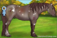 Horse Color:White Spotted Chocolate Black Sabino 