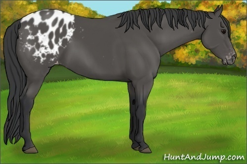 Horse Color:Black Appaloosa 
