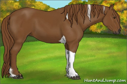Horse Color:Gray Chestnut Tobiano