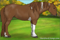Horse Color:Gray Chestnut Tobiano