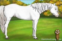 Horse Color:Chocolate Palomino Appaloosa 