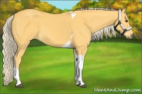 Horse Color:Palomino Tobiano 