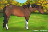 Horse Color:Bay Tobiano 
