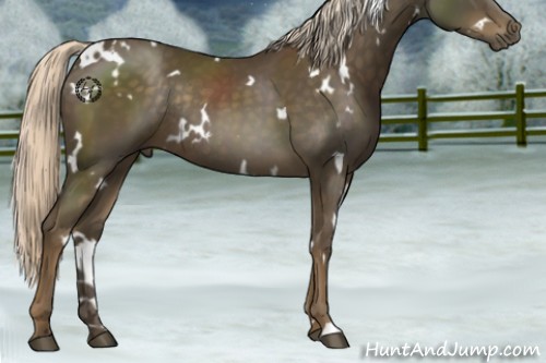Horse Color:White Spotted Chocolate Palomino Rabicano